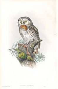 Illustration de Nyvtale Tengmalmi (Chouette de Tengmalm) - John Gould